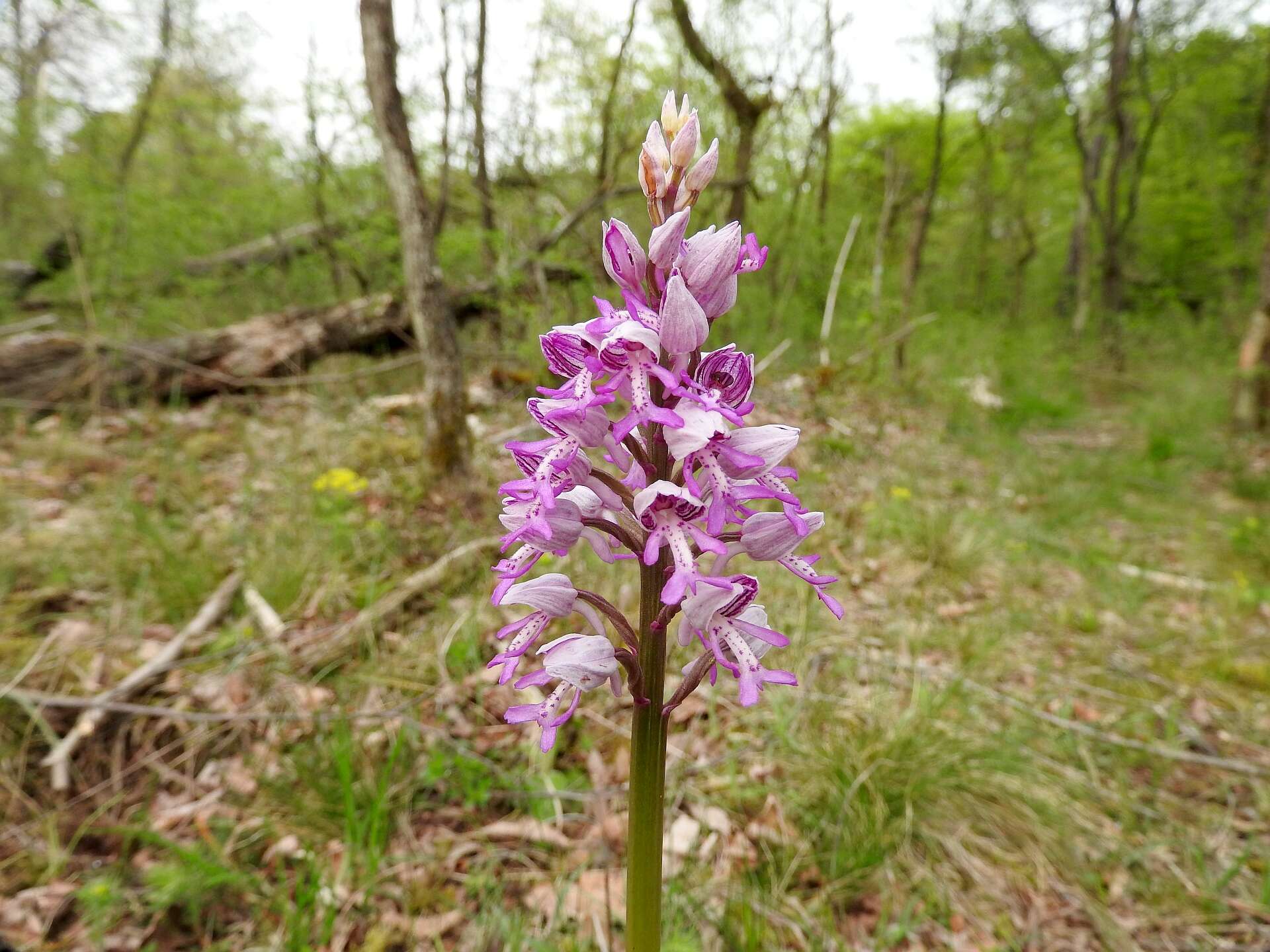 Image of Military orchid