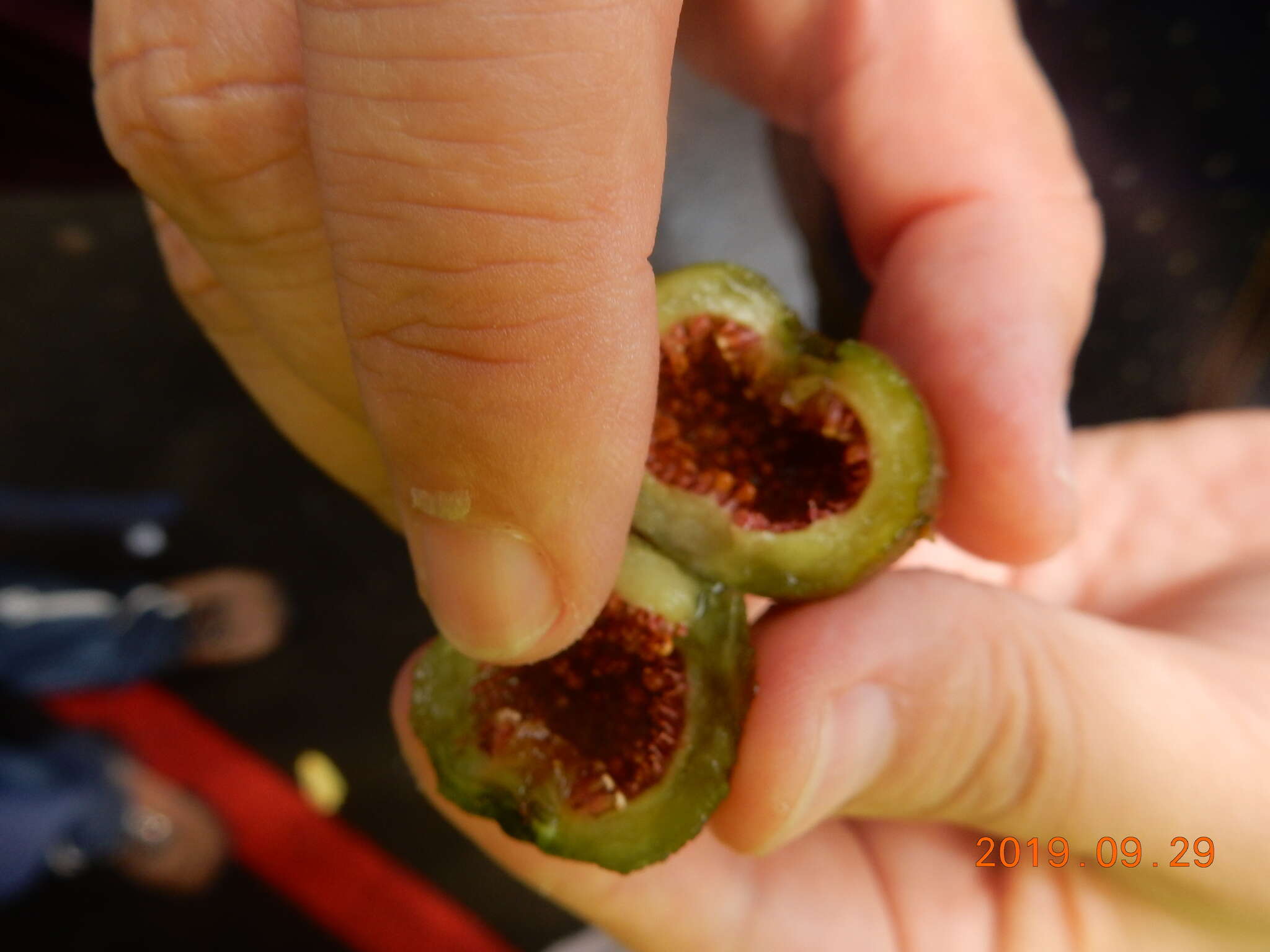 Image of Ficus fistulosa Reinw. ex Bl.