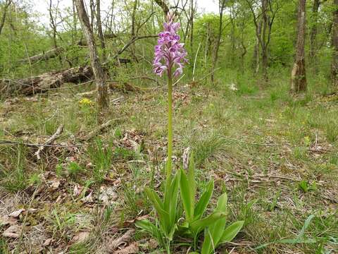 Image of Military orchid