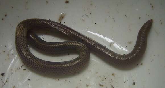 Image of Peters' Philippine Earth Snake