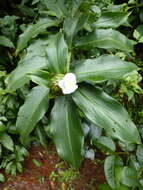 Image of Costus