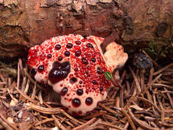 Image of Hydnellum peckii Banker 1912