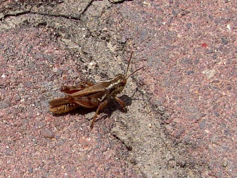 Baeacris bogotensis (Carbonell & Ronderos 1973)的圖片