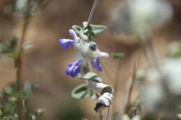 Image de Salvia parryi A. Gray