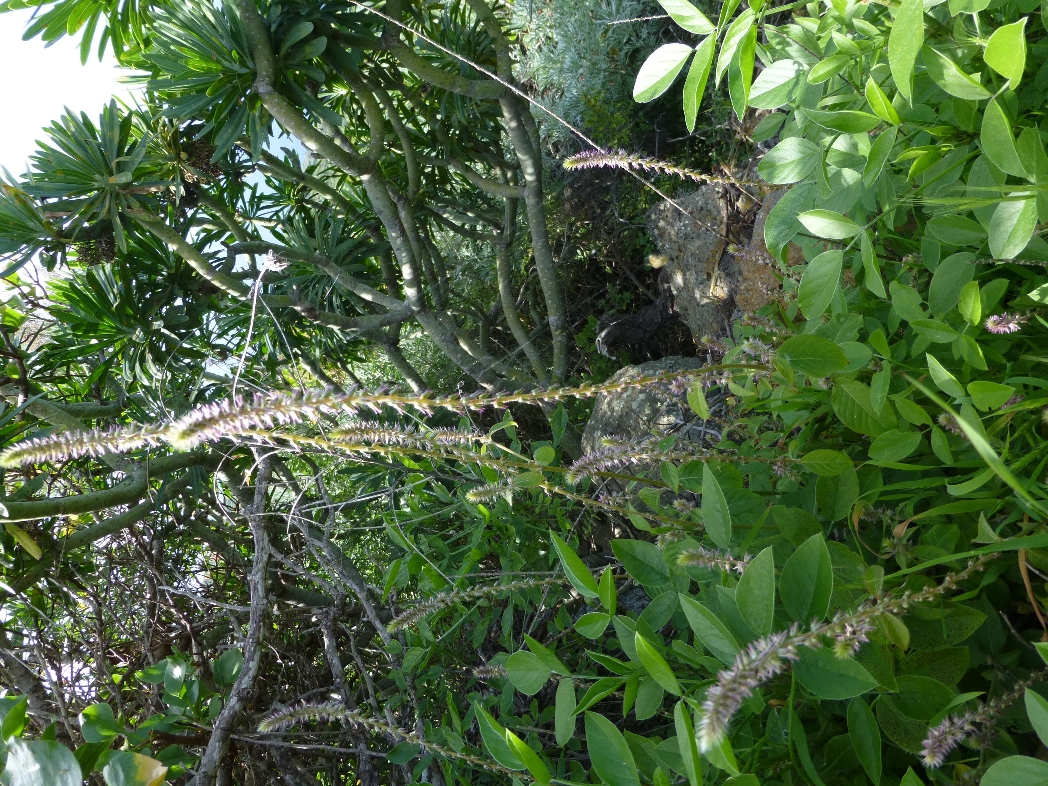 Image of Chaff-flower