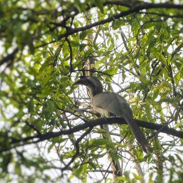 Image of Indian Grey Hornbill