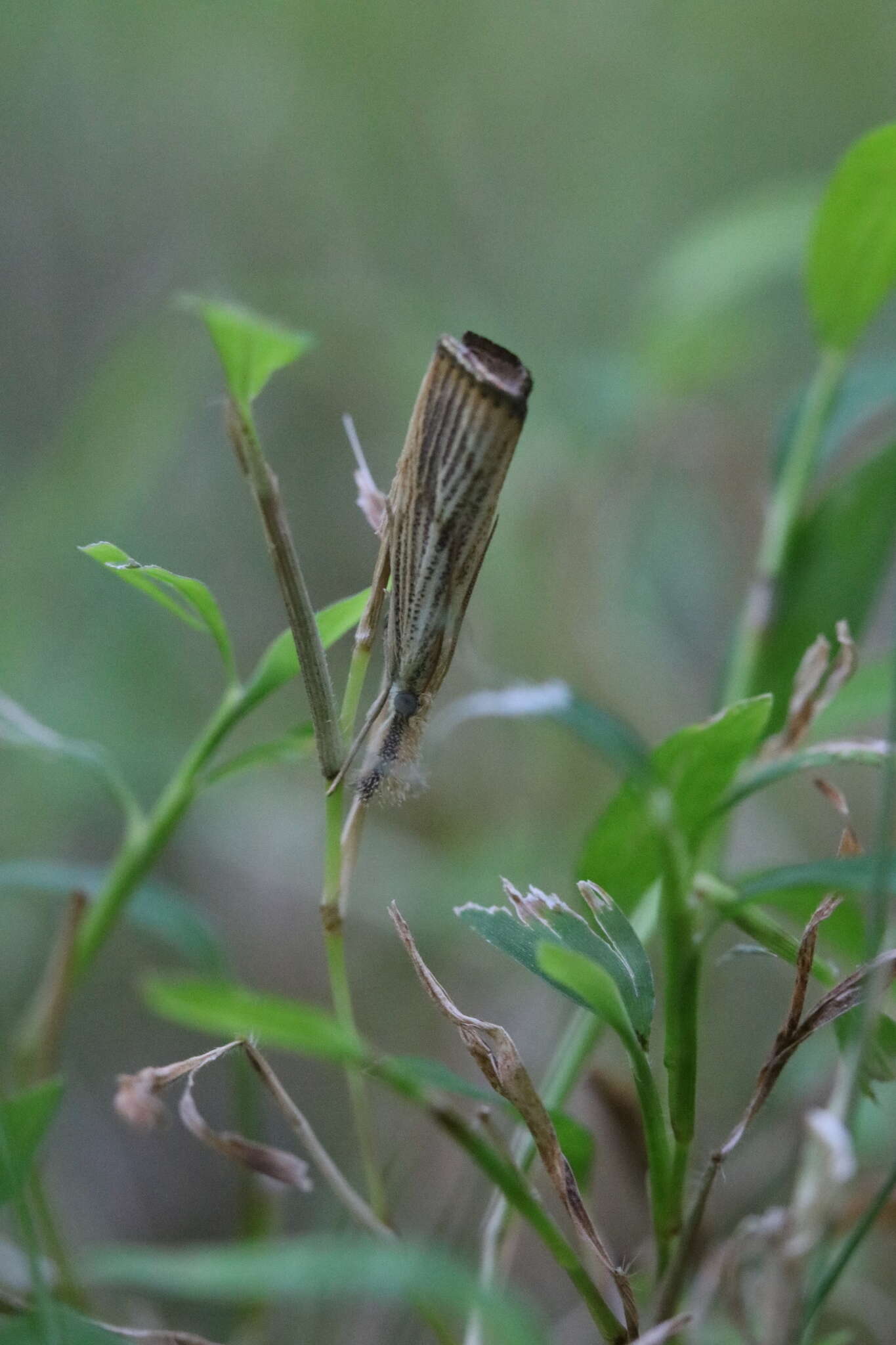 صورة Agriphila ruricolellus Zeller 1863