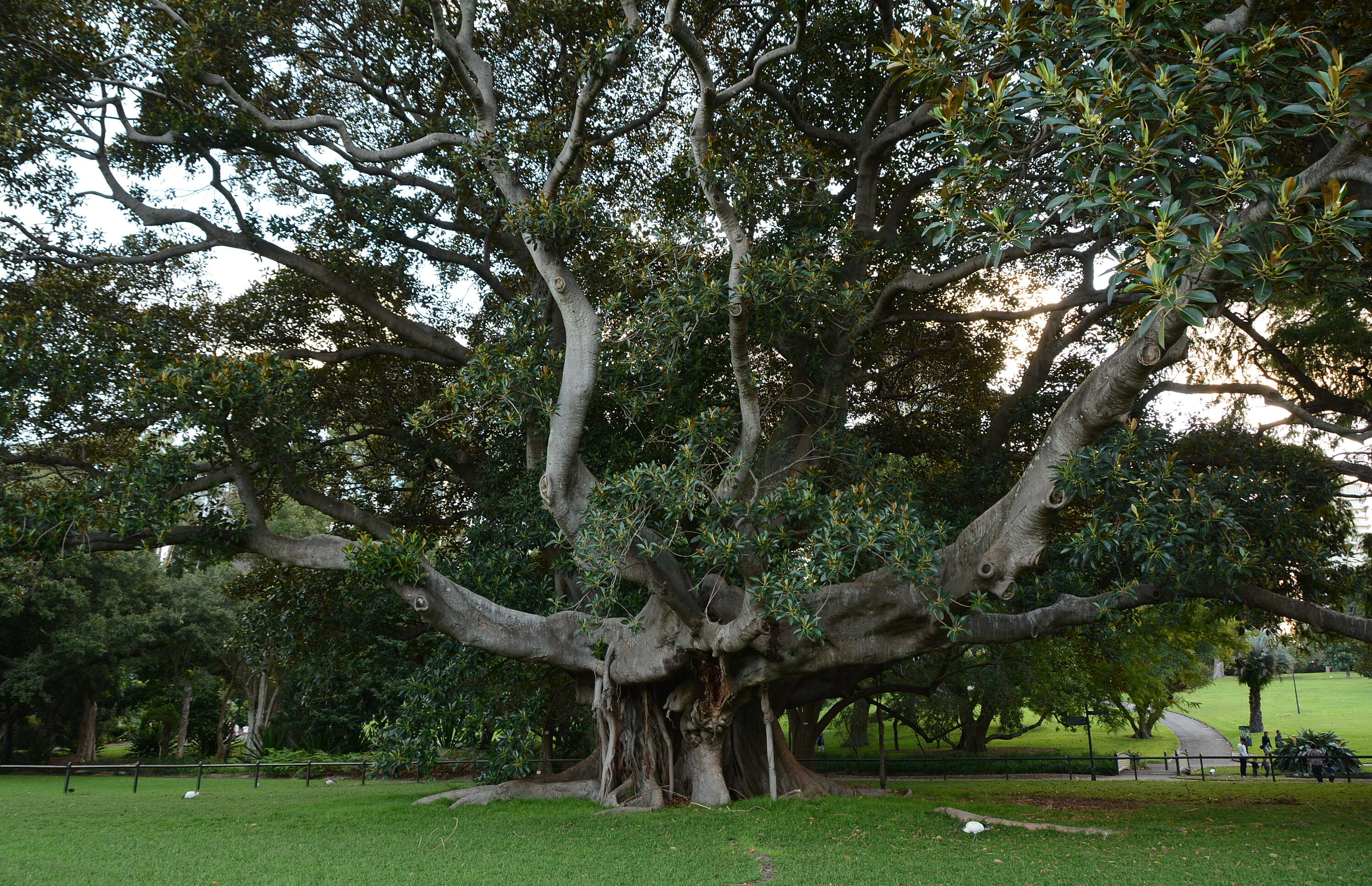 Ficus obliqua G. Forster的圖片