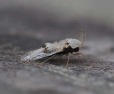 Image of Sycamore Lace Bug