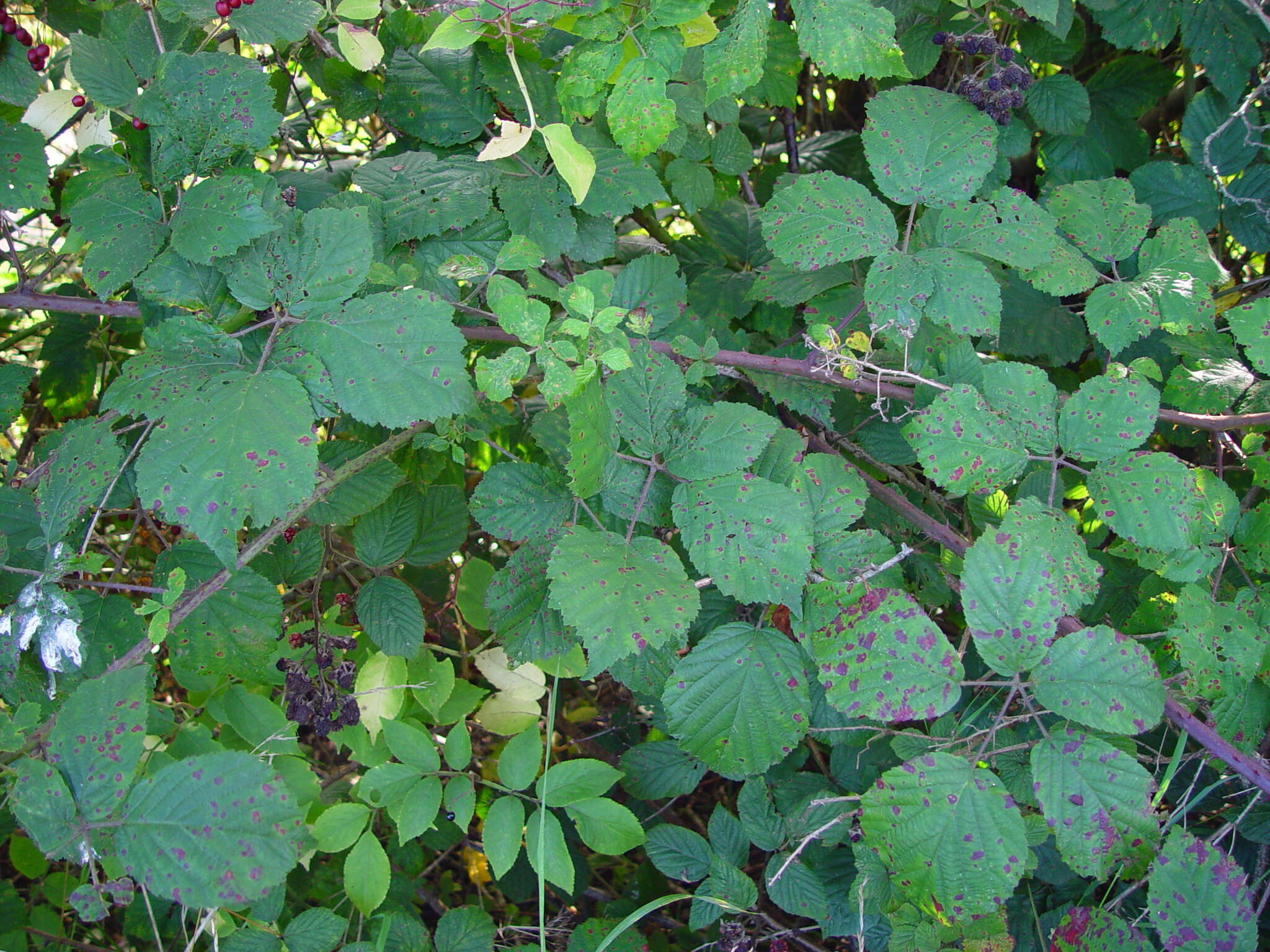 صورة Rubus bartonii Newton