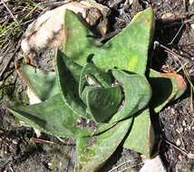 Слика од Gasteria polita van Jaarsv.