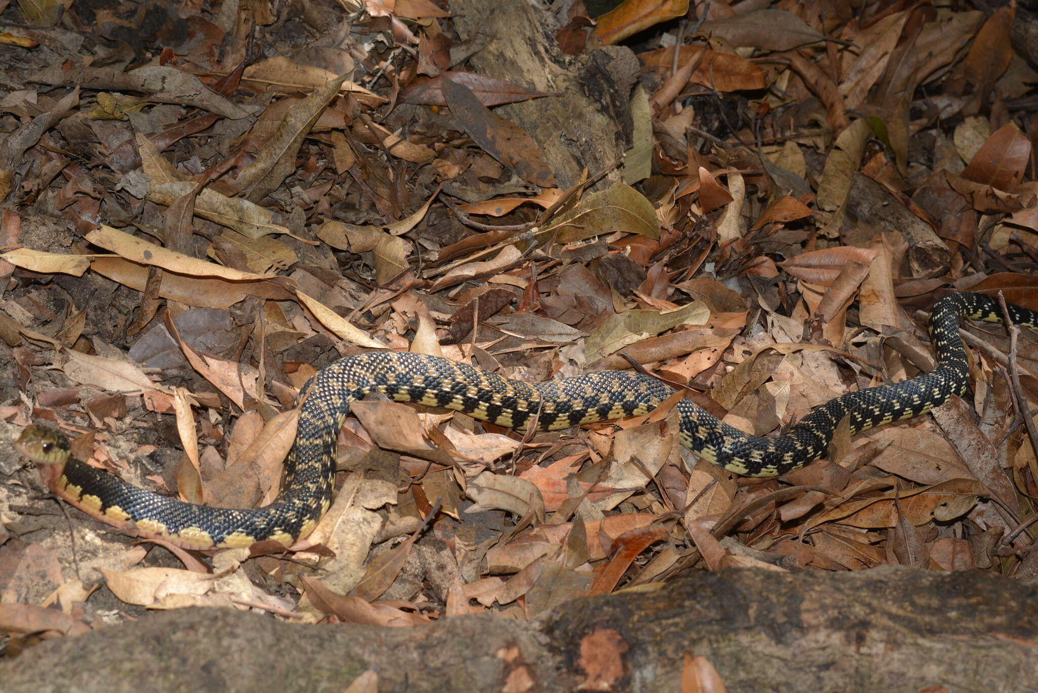 Image of Malagasy hognose snake