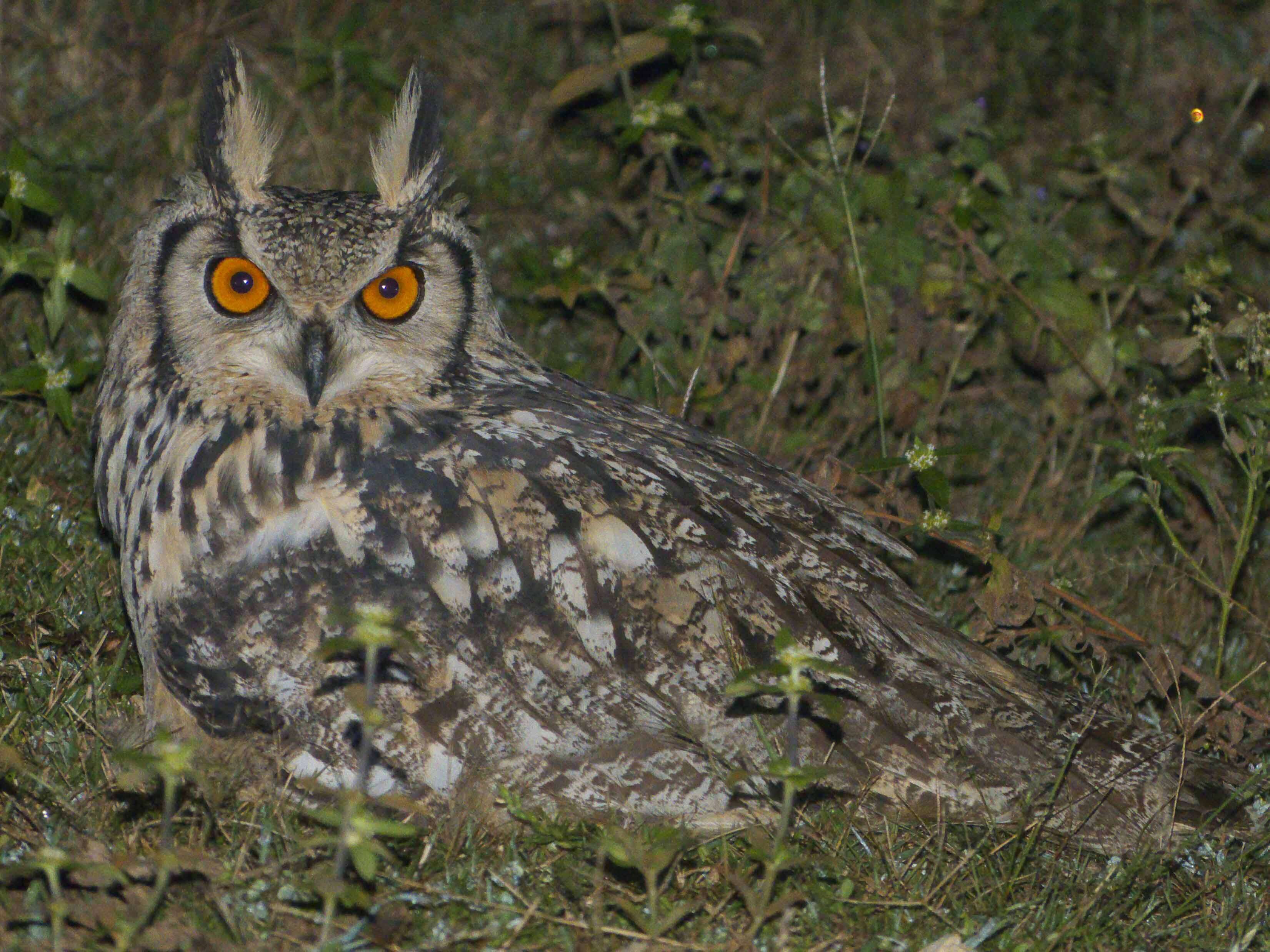 Image of Indian Eagle-Owl