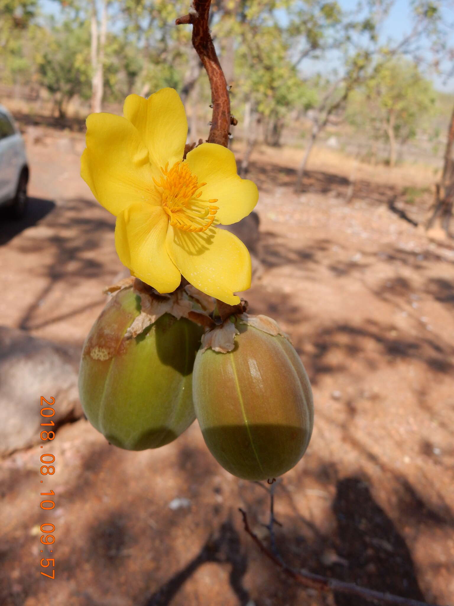 Imagem de Cochlospermum fraseri Planch.