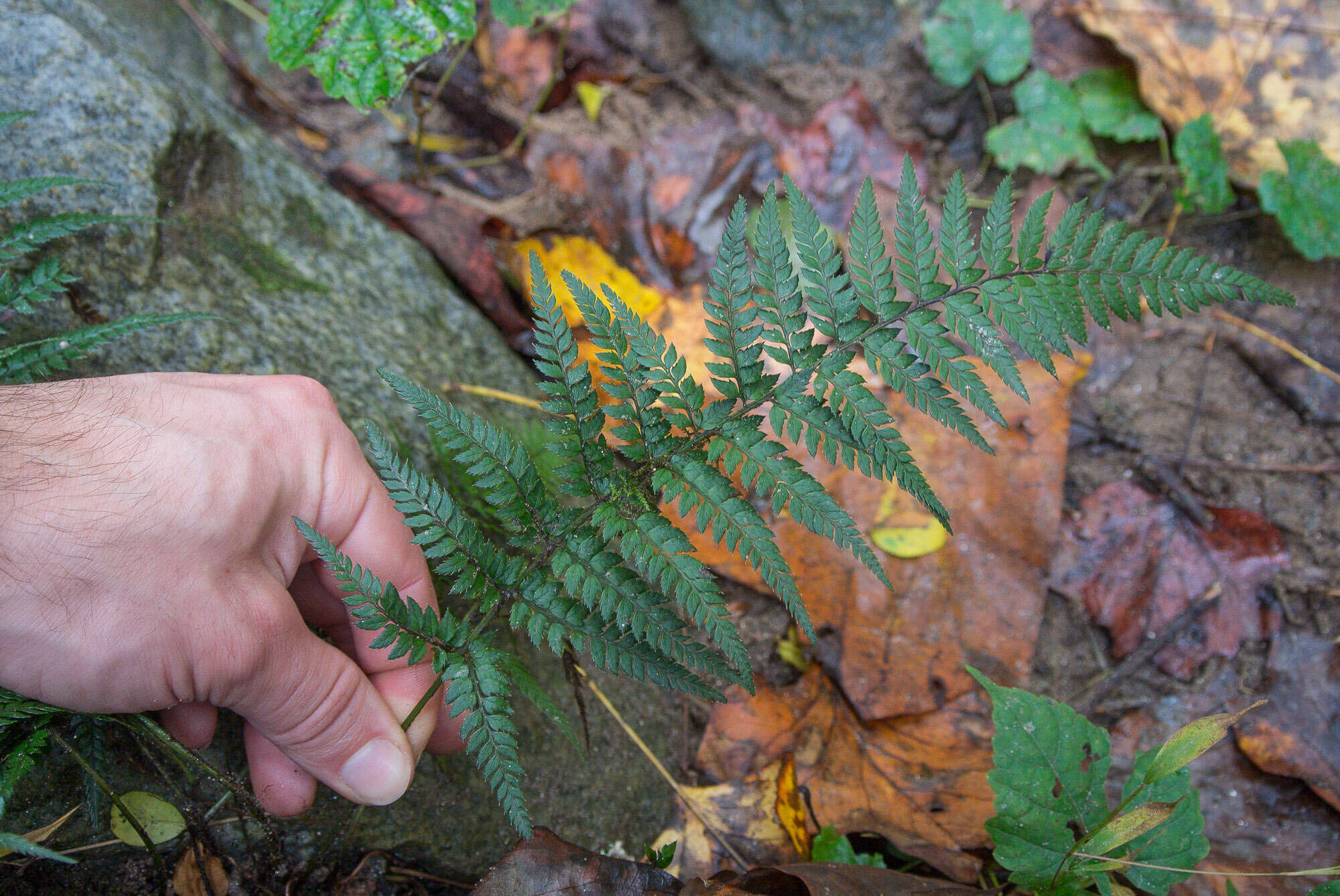 Image de Polystichum luctuosum (Kunze) T. Moore