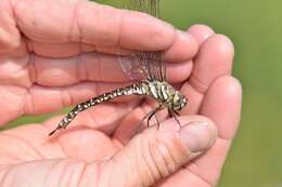 Image of bog hawker