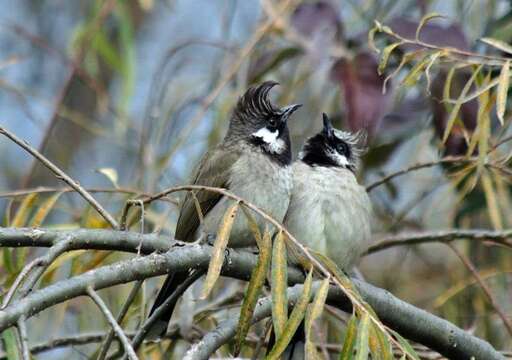 Image of Himalayan Bulbul