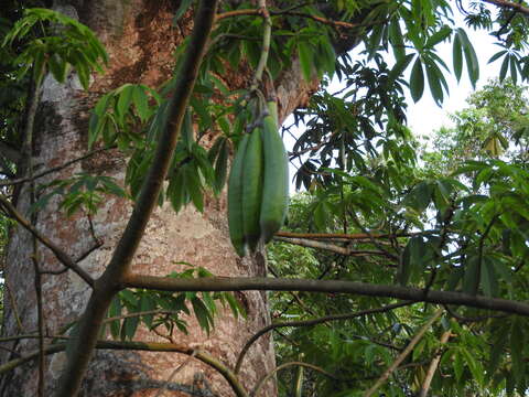 Image of kapoktree