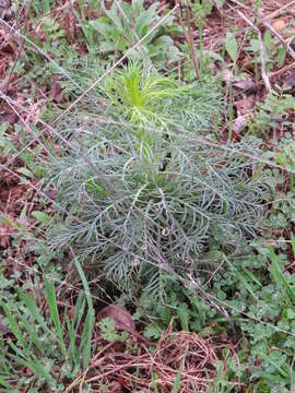 Image de Ipomopsis rubra (L.) Wherry