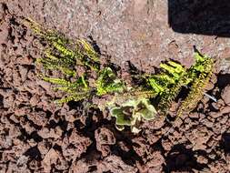 Image de Asplenium trichomanes subsp. densum (Brack.) W. H. Wagner