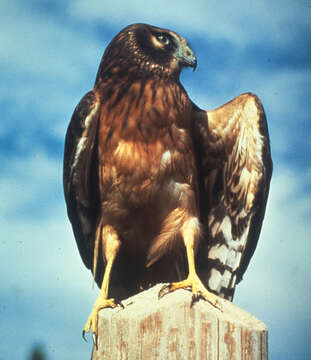 Image of Northern Harrier