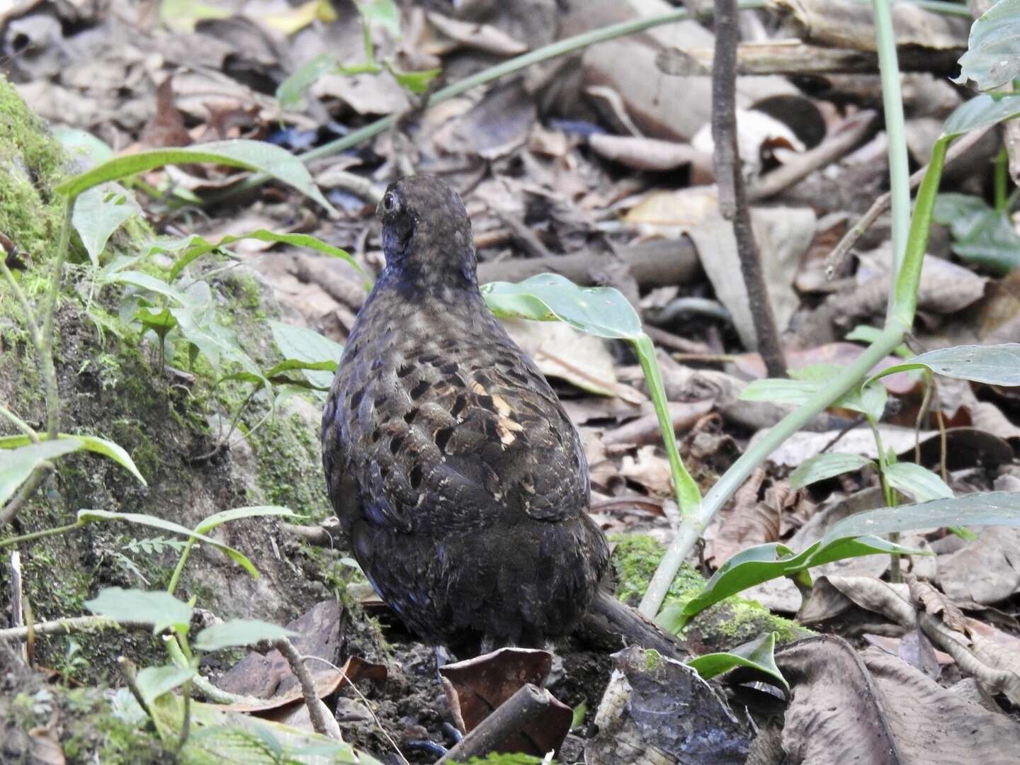 Image of Black-breasted Wood Quail