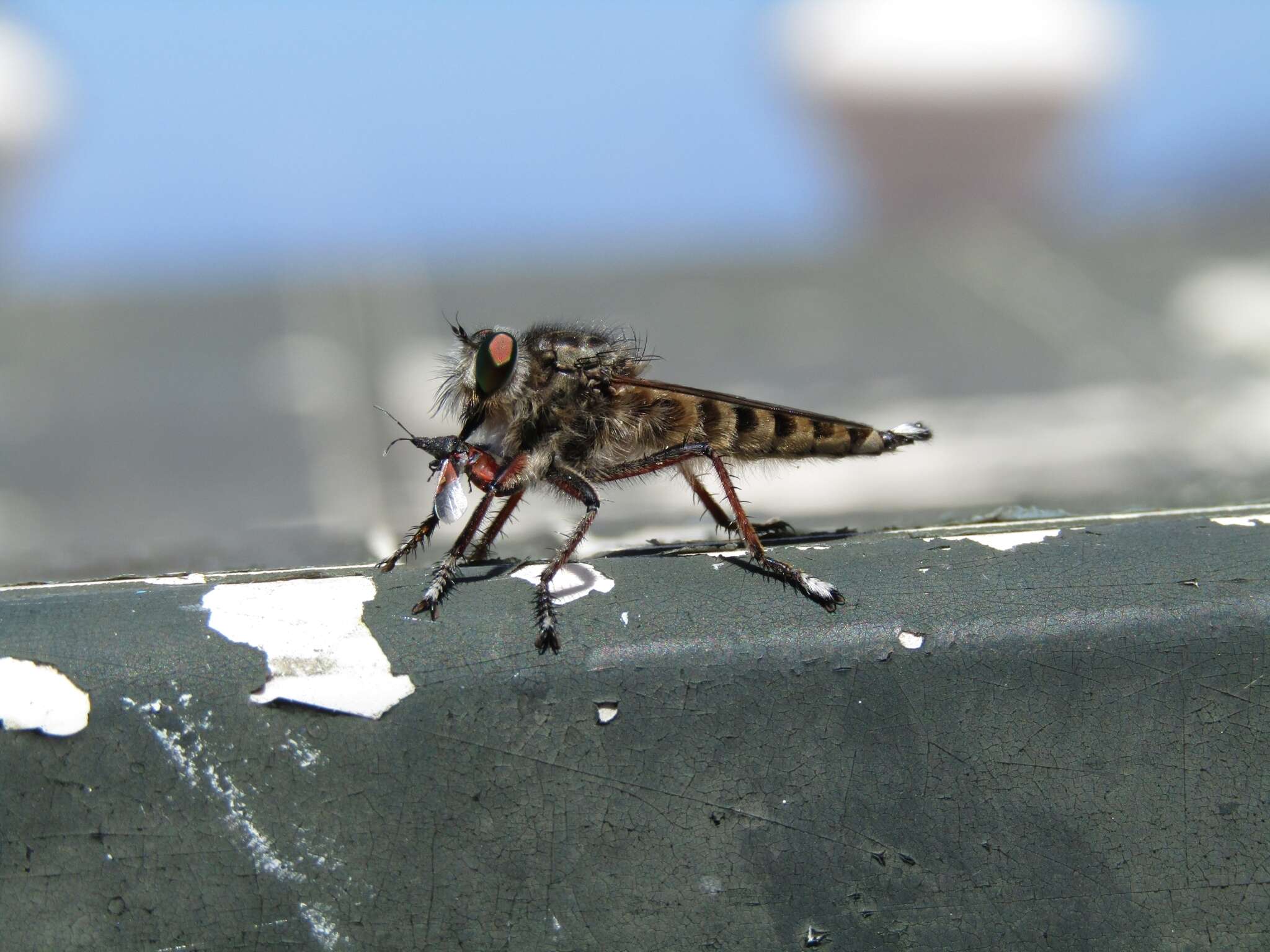 صورة Promachus palmensis Frey 1936