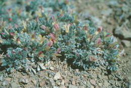 Image of precocious milkvetch