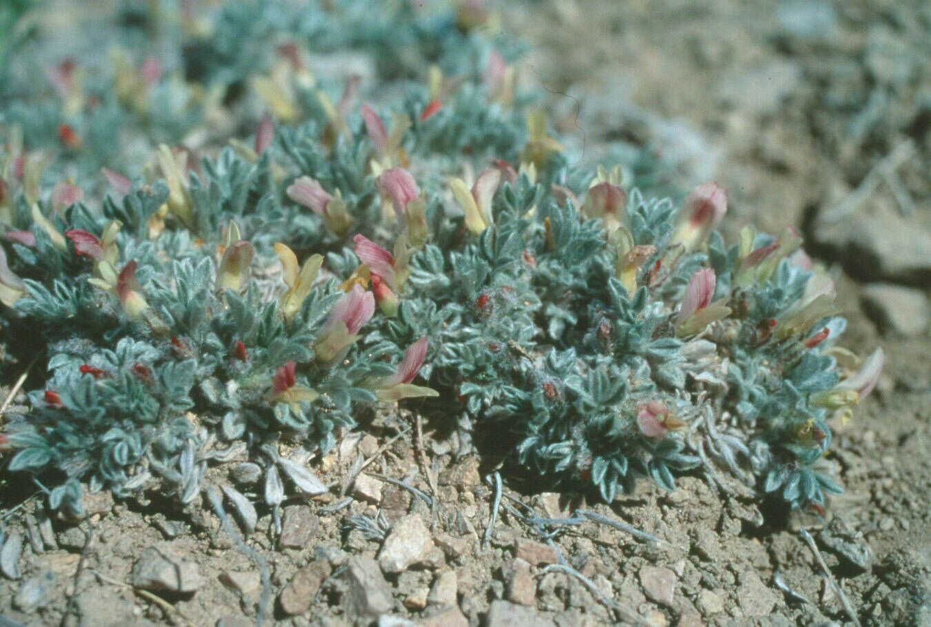 Image of precocious milkvetch