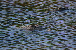 Image of American Crocodile