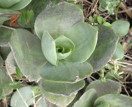 Image of Crassula lactea