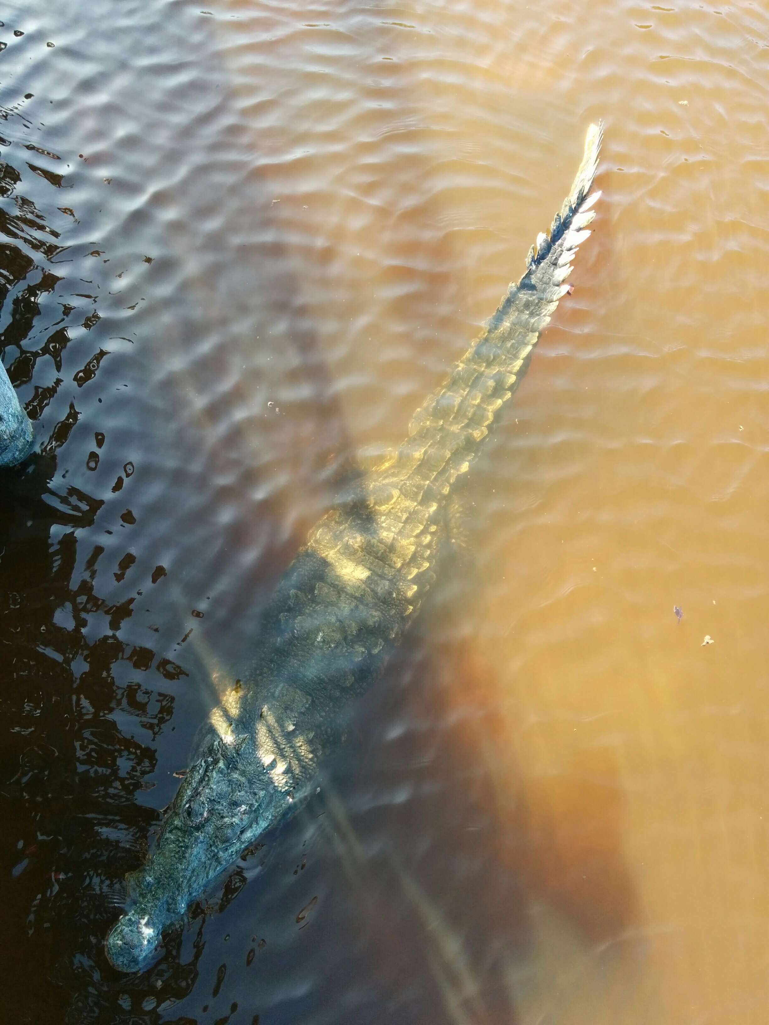 Image of American Crocodile