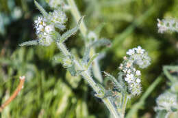 صورة Cryptantha intermedia (A. Gray) Greene