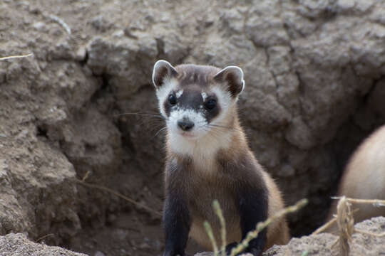 Image of Black-footed Ferret