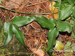 Plancia ëd Clematis meyeniana Walp.