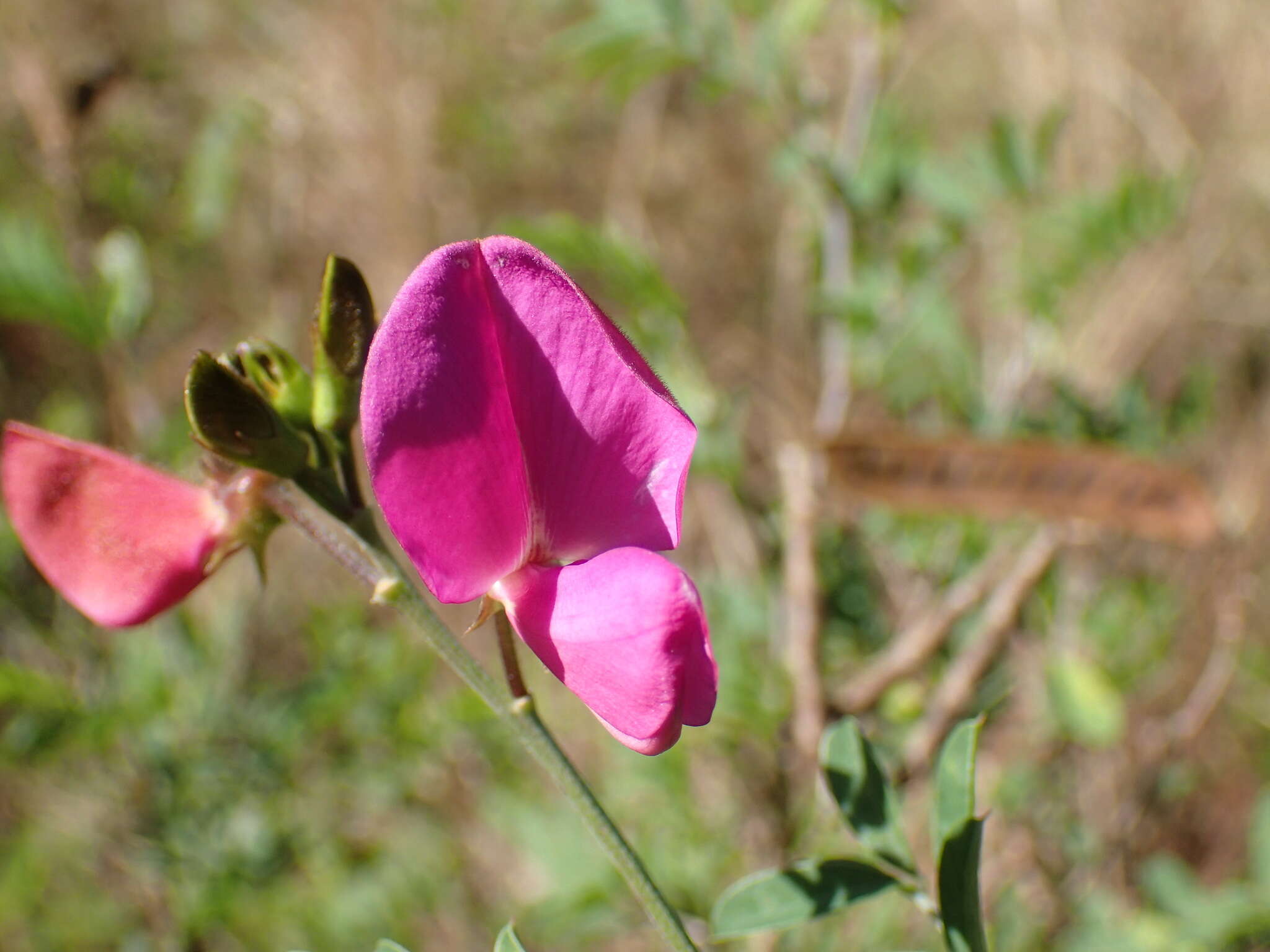 Tephrosia shiluwanensis Schinz的圖片