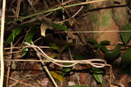 Image of Philippine Dryophiops