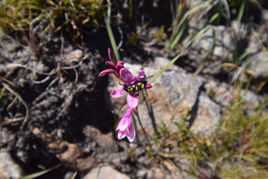 Imagem de Watsonia paucifolia Goldblatt