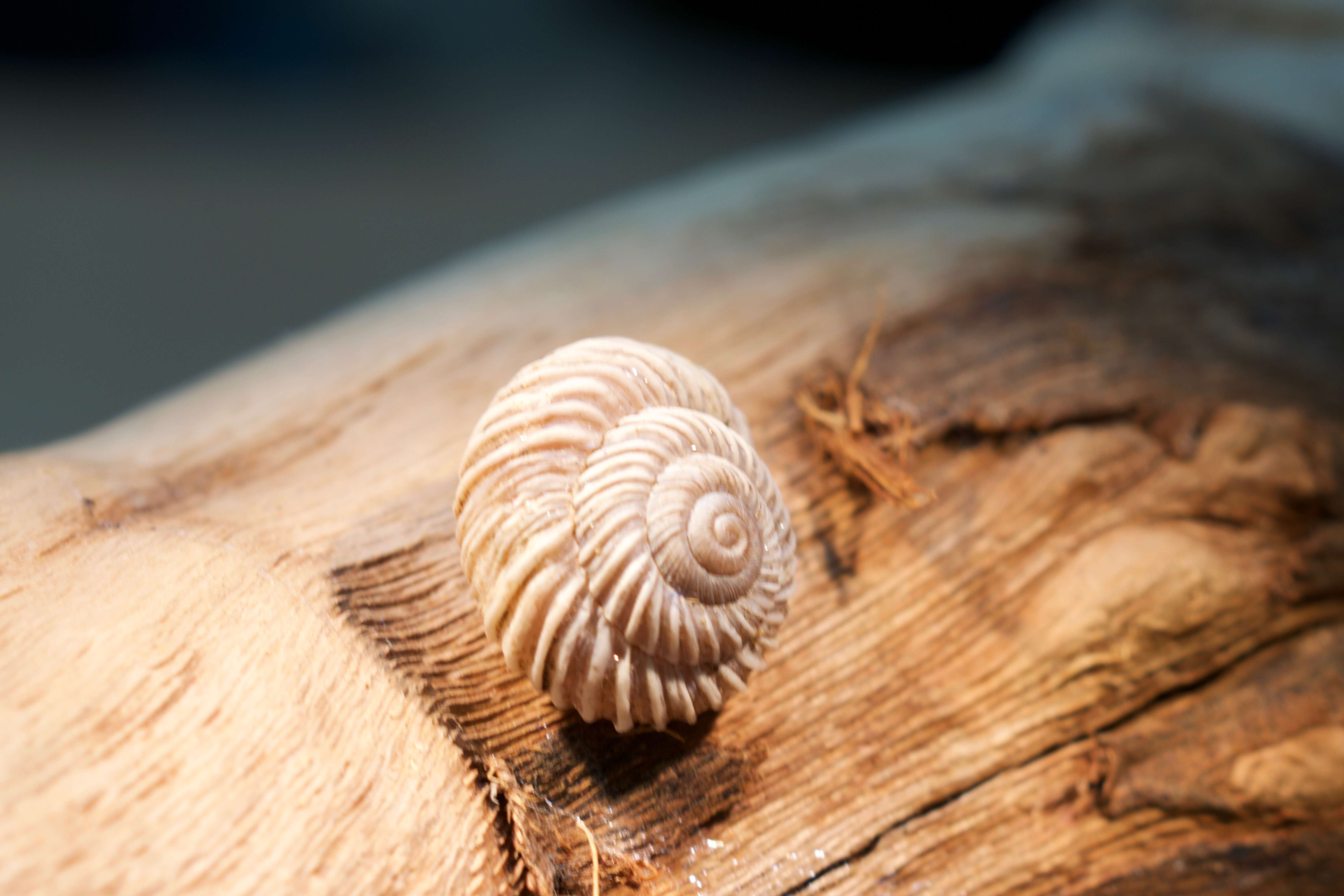 Image of Oreohelix idahoensis