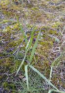 Image of polargrass
