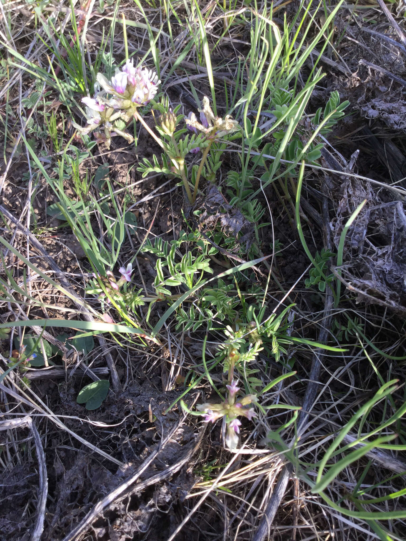 Слика од Astragalus cibarius Sheld.