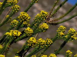 Image of Euryops virgineus (L. fil.) Less.