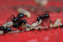 Image de Camponotus werthi Forel 1908