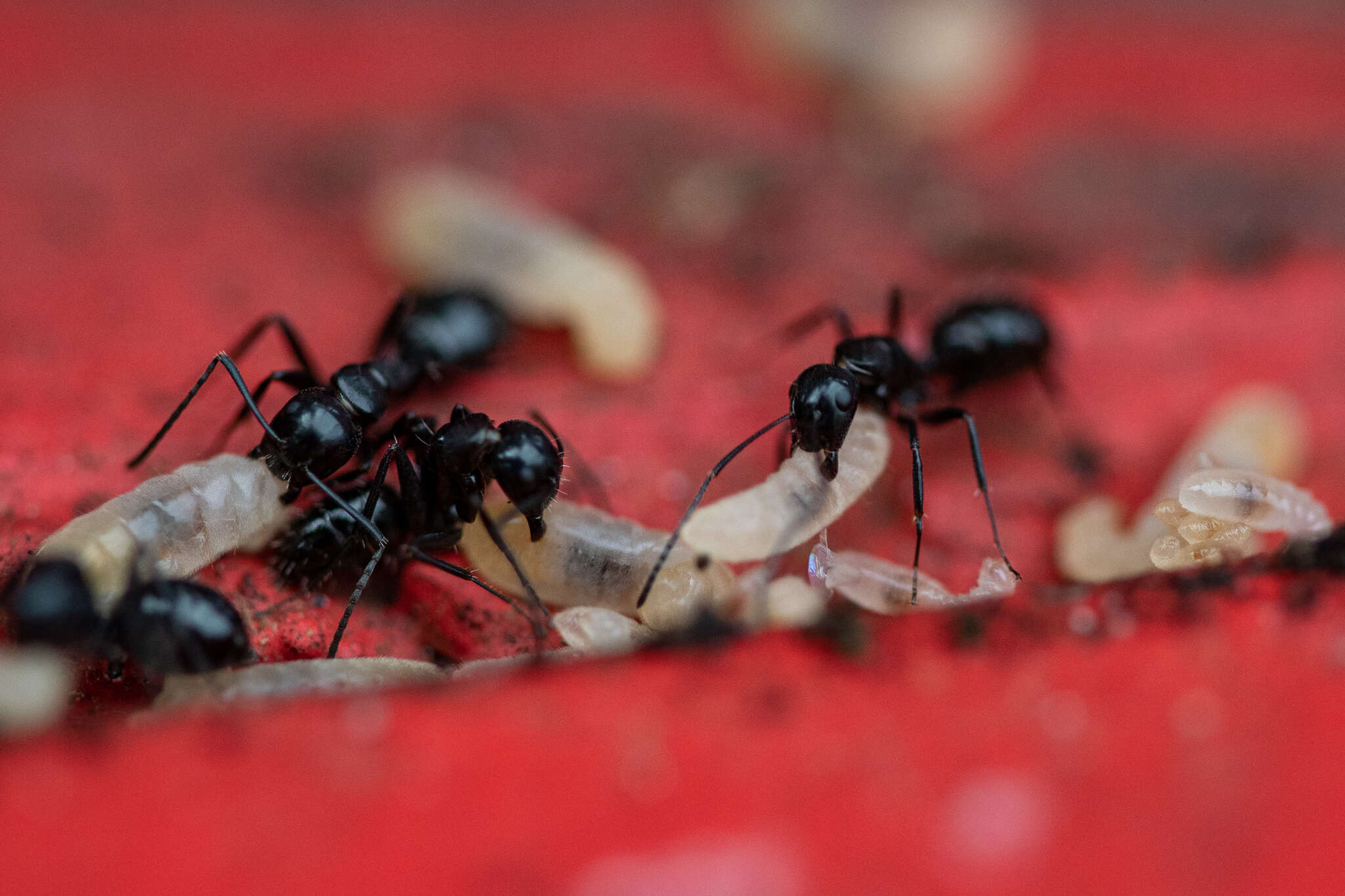 Image de Camponotus werthi Forel 1908