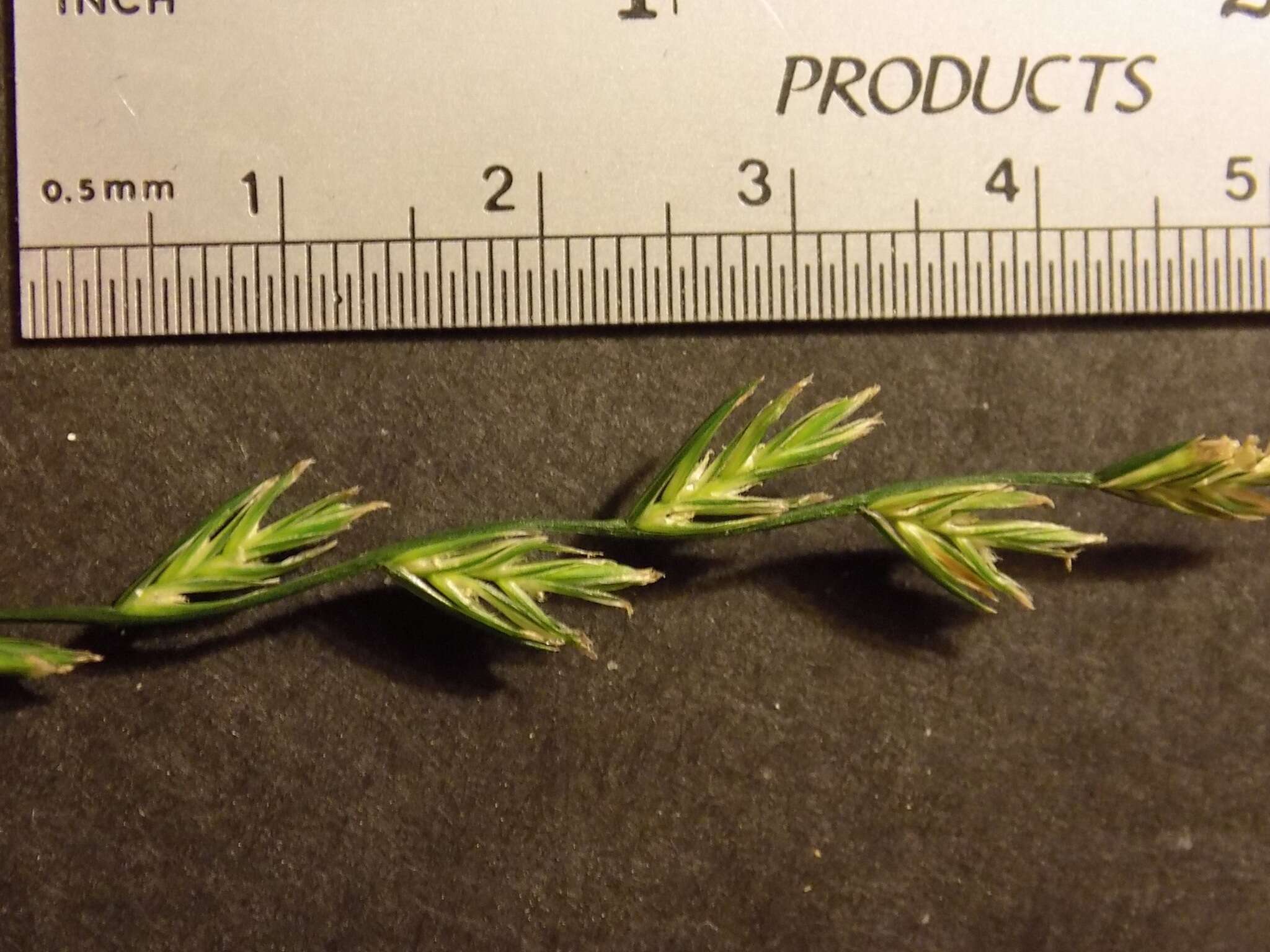 Image of perennial ryegrass