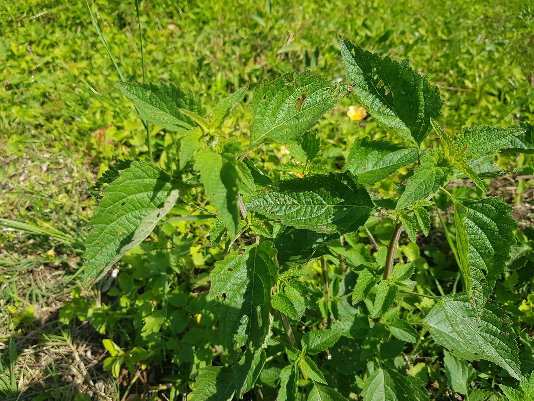 Salvia coerulea Benth. resmi