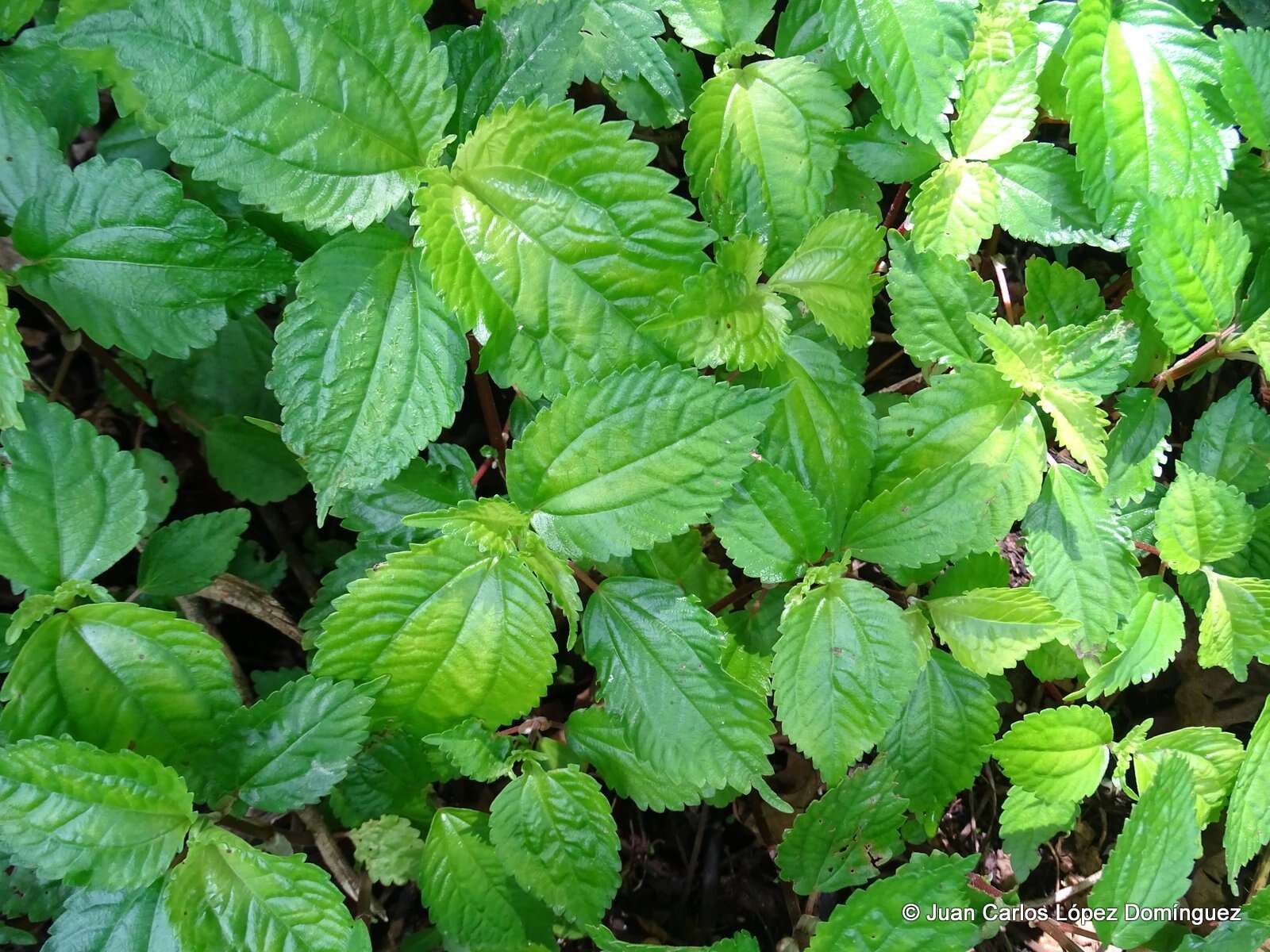 Image of Pilea pubescens Liebm.