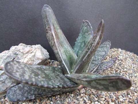 Слика од Gasteria polita van Jaarsv.