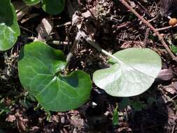 Image of European wild ginger