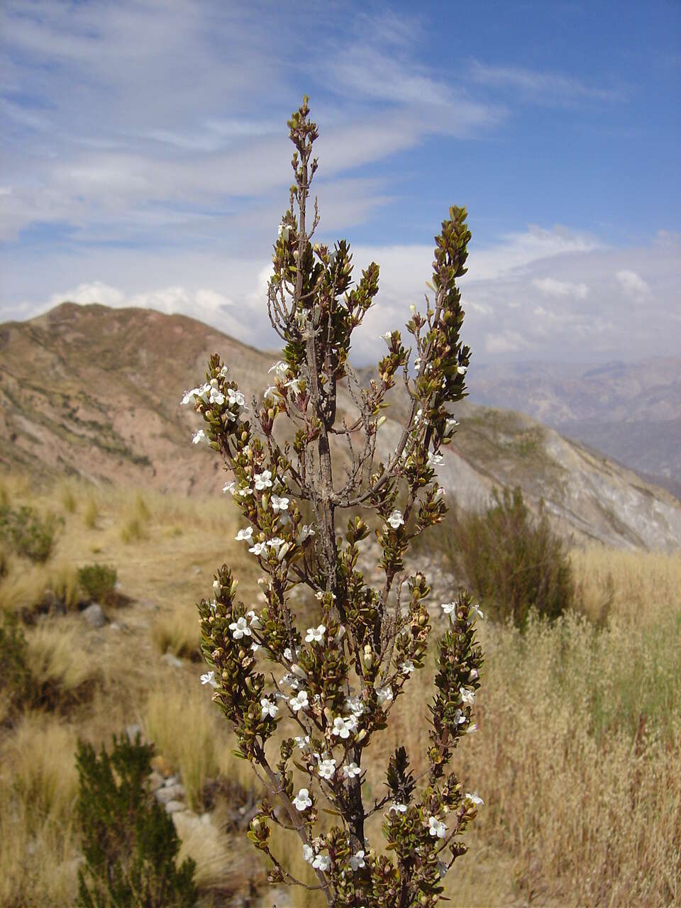 Clinopodium bolivianum (Benth.) Kuntze resmi